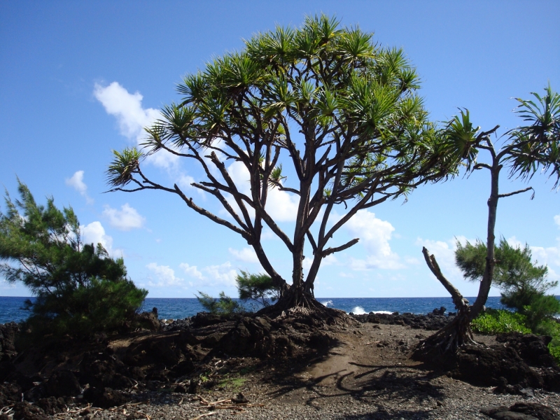 A tree growing among the lava rocks on Maui Qwik Focus Photography
